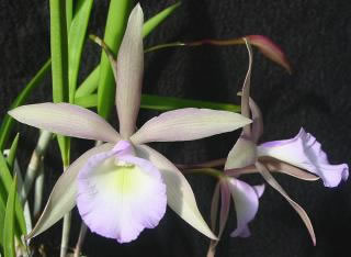 Цветение орхидеи Laeliocattleya Plum Perfection x Brassavola perrinii.jpg