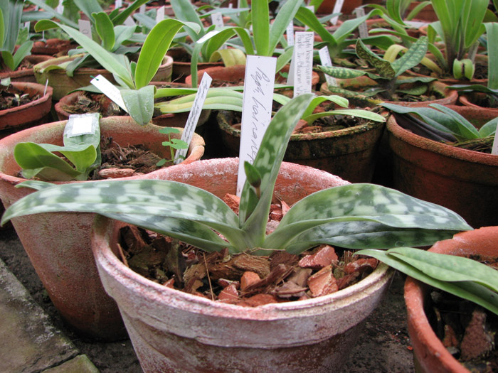 Фото орхидеи Paphiopedilum hainanense с бутоном