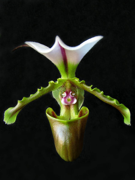 Цветение орхидеи Paphiopedilum spicerianum × sib.jpg