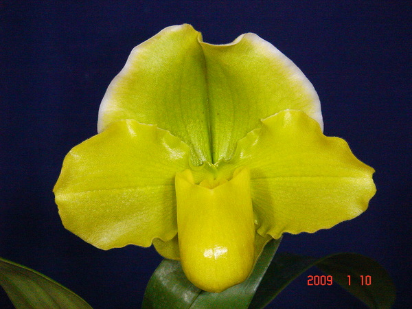 Цветение орхидеи Paphiopedilum Hung Sheng Curet × Enzan Fruit.jpg