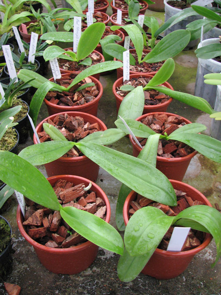 Фото орхидеи Phalaenopsis hieroglyphica