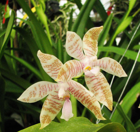 Фото орхидеи Phalaenopsis hieroglyphica.jpg