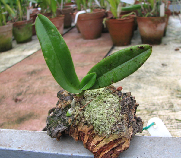 Фото орхидеи Amesiella philippinensis