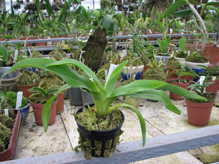 Фото орхидеи Aeranthes grandiflora