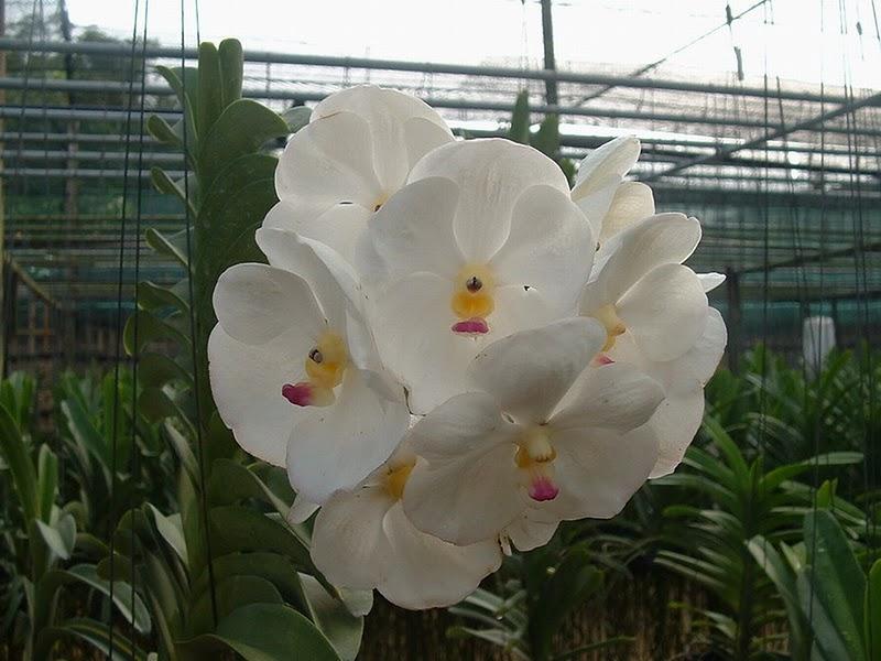 V. Tubtim Velvet.jpg