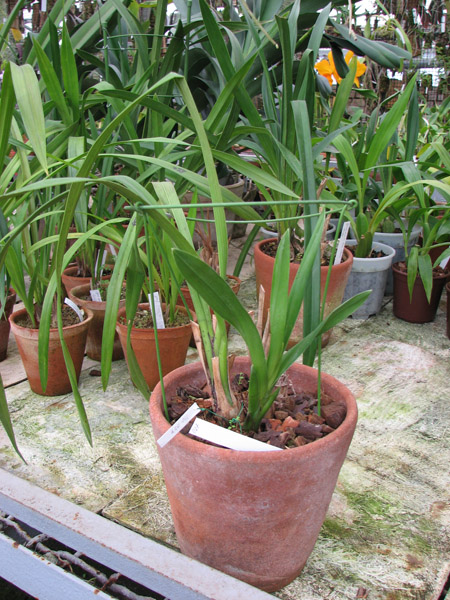 Фото орхидеи Cymbidium Supernova 'Redhead'