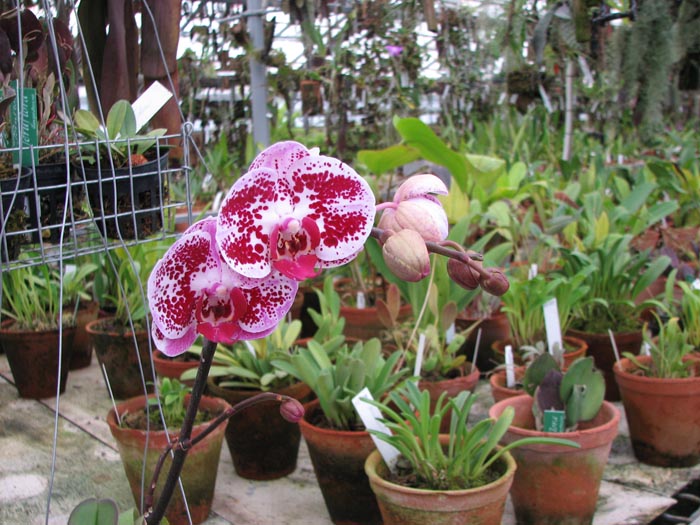 Фото цветущей орхидеи Doritaenopsis Chain Xen Pearl