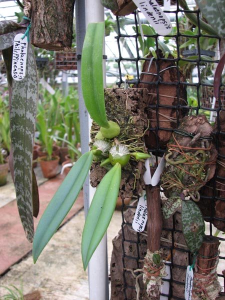 Фото орхидеи Trias disciflora