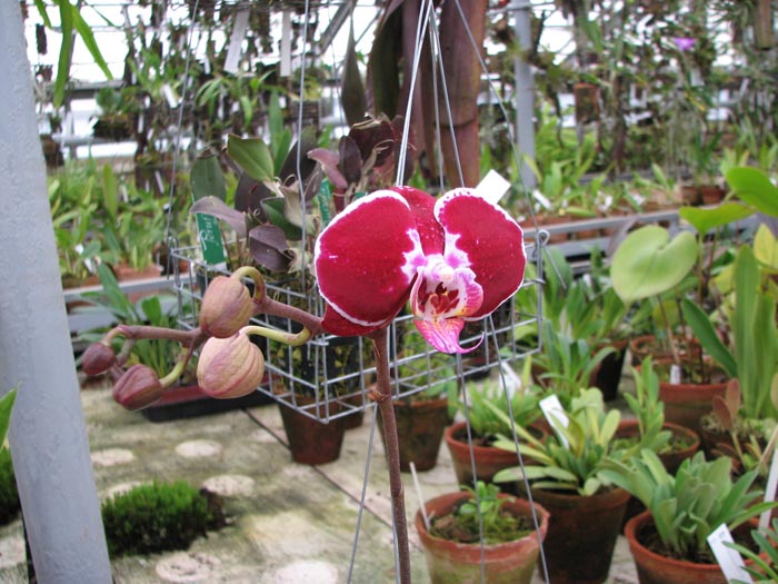 Фото цветущей орхидеи Doritaenopsis Ever Spring Pioneer 'O-1'