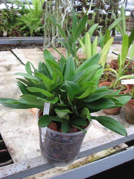 Фото орхидеи Masdevallia Angel Frost Marge