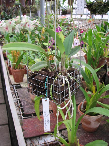 Фото орхидеи Cattleya walkeriana alba x coerulea