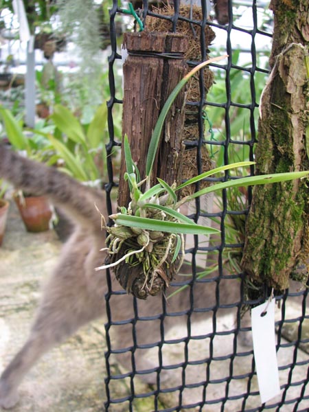 Фото орхидеи Sophronitis violacea с цветоносом