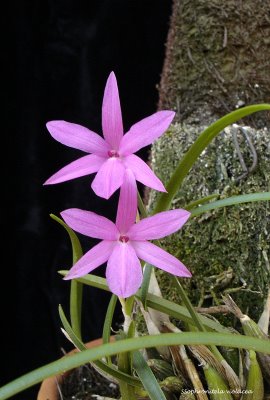 Орхидея Sophronitis violacea фото.jpg