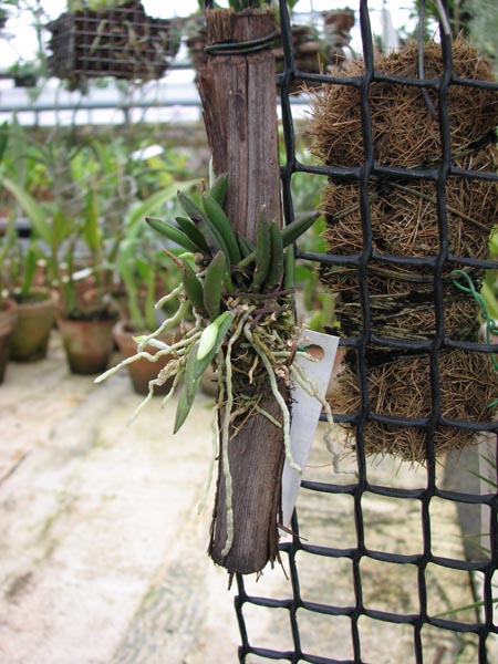 Фото орхидеи Leptotes unicolor с бутонами
