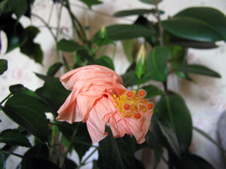 отцвели уж давно ...