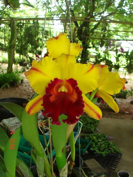 Blc. Toshie Aoki.jpg