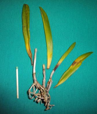 ОРХИДЕЯ ВЗРОСЛАЯ ...571 Brassocattleya Morning Glory 8.00 $ ORCHIS FLORICULTURING. Тайвань