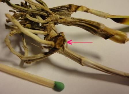 Орхидея Brassocattleya Morning Glory 8.00 $  F/S  зацветет ?