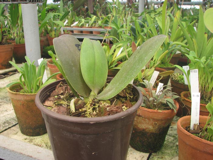 Фото орхидеи Doritaenopsis Sogo Pride 'Golden Star'