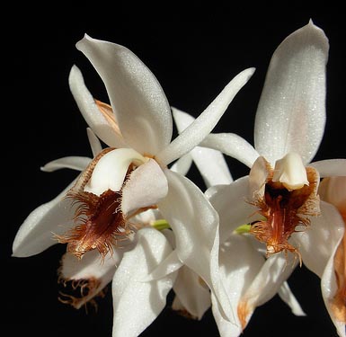 Цветение орхидеи Coelogyne barbata
