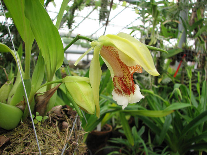 Coelogyne speciosa фото цветущей орхидеи.jpg