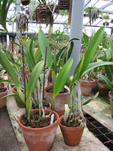 Фото орхидеи Brassocattleya Golf Green 'Hair Pig'