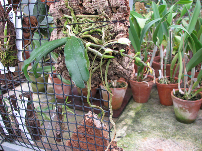 Фото орхидеи Aerangis mystacidii x decaryana