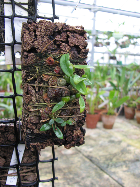 Фото орхидеи Drymoda siamensis