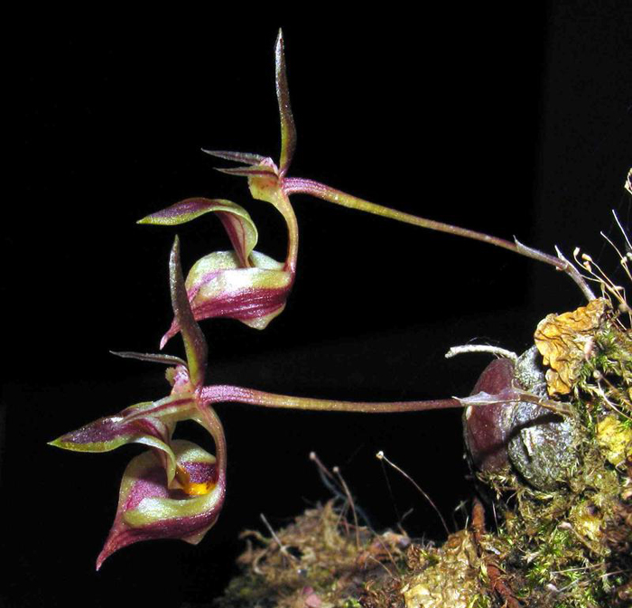 Цветение орхидеи Drymoda siamensis