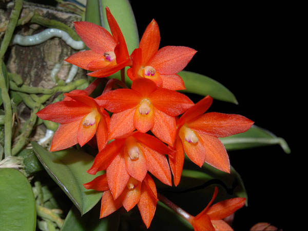 Цветение орхидеи Sophronitis cernua var mineira.jpg