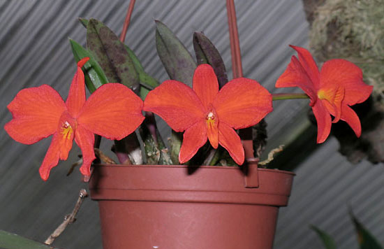 Цветение орхидеи Sophronitis grandiflora.jpg