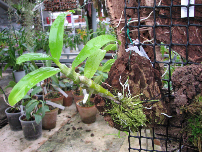 Фото орхидеи Dendrobium pendulum x self