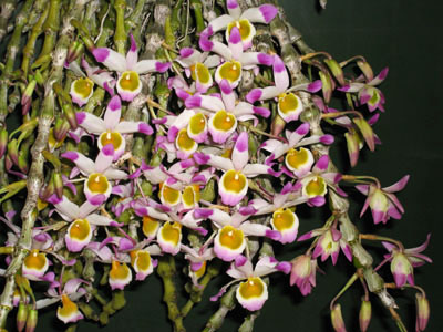 Цветение орхидеи Dendrobium pendulum x self