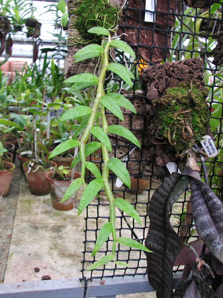 Фото орхидеи Dendrobium pierardii