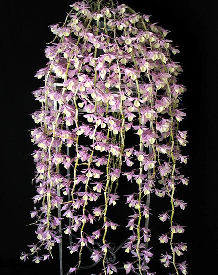 Цветение орхидеи Dendrobium pierardii