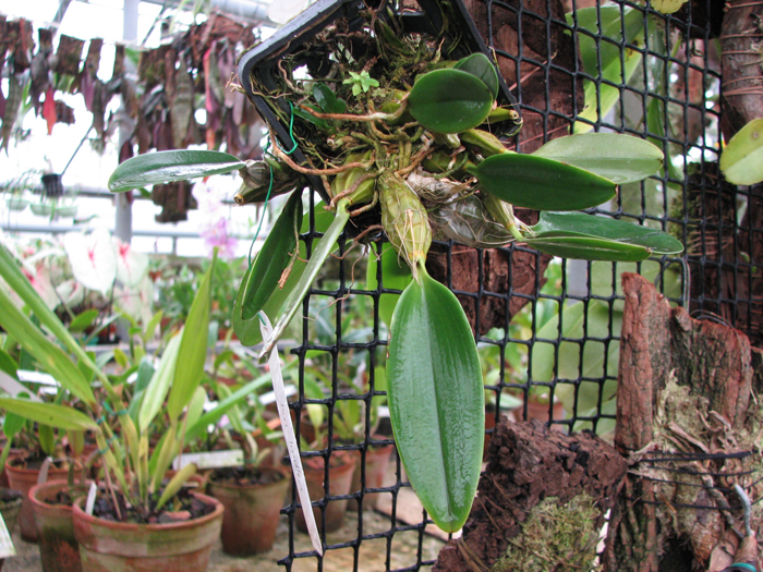 Фото орхидеи Dendrobium lindleyi