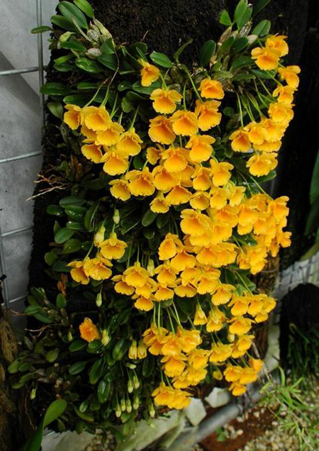 Цветение орхидеи Dendrobium lindleyi