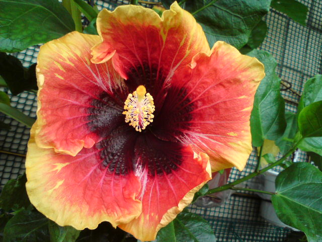 конец 1-го дня