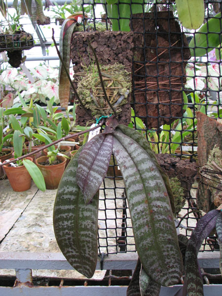 Фото орхидеи Phalaenopsis schilleriana