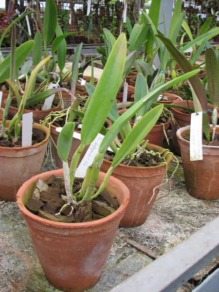 Фото орхидеи Rhyncholaelia digbyana x sib