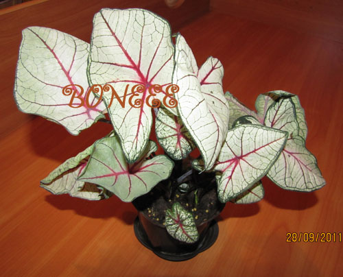 Изображение 077.jpg