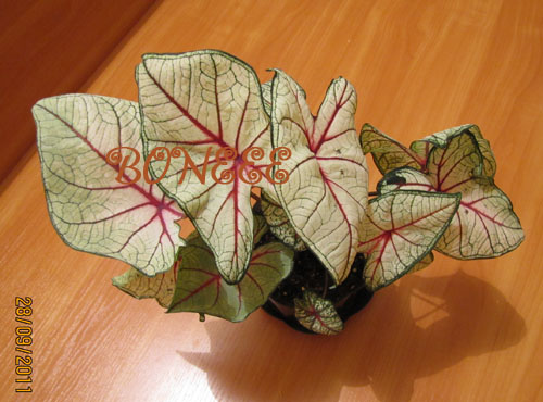 Изображение 082.jpg