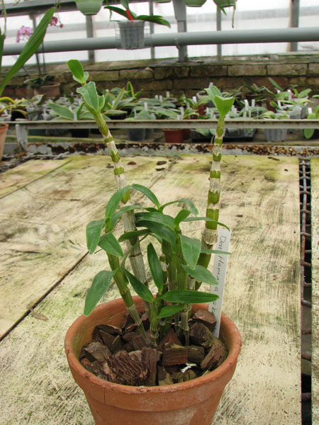 Фото орхидеи Dendrobium Hamana Lake