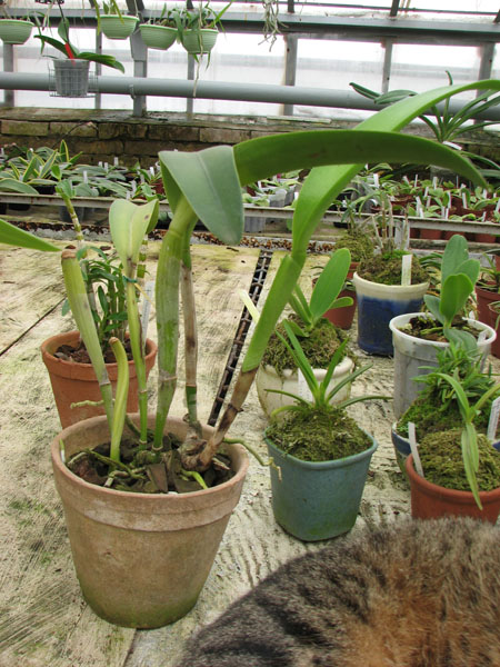 Фото орхидеи Brassolaeliocattleya Hsinying Chaffinch 'BD'