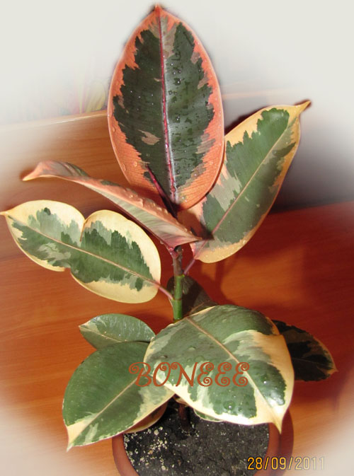 Изображение 068.jpg