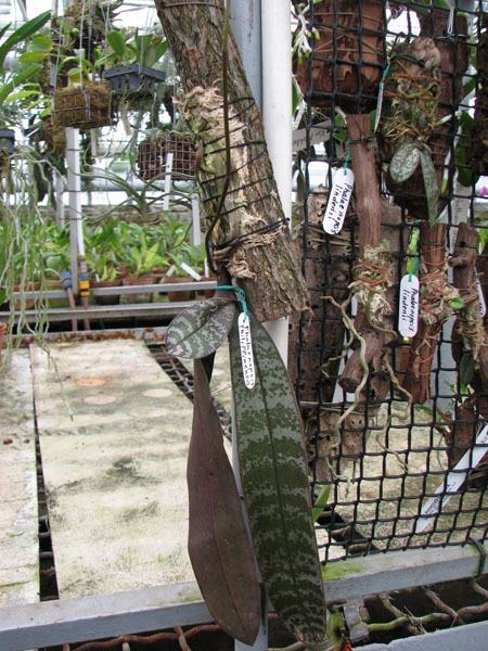 Фото орхидеи Phalaenopsis philippinensis