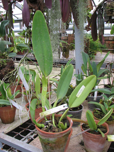 Фото орхидеи Cattleya warneri alba 'Alvinha' x Cattleya warneri semi alba integra orlata