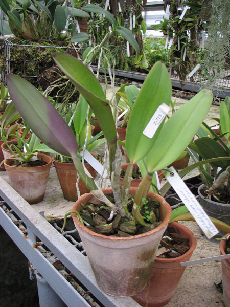 Фото орхидеи Cattleya labiata rubra 'Schuller' x Cattleya labiata rubra 'Deize'