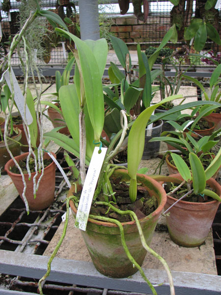Фото орхидеи Cattleya quadricolor semi alba x Cattleya quadricolor semi alba 'Pompeu'