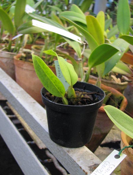 Фото орхидеи Trichopilia suavis